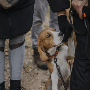 A Beagle Dog on a Leash Standing between People 