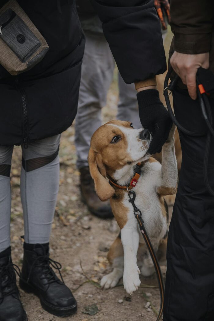 A Beagle Dog on a Leash Standing between People