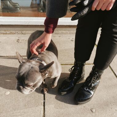 Photo of a Person Petting a French Bulldog