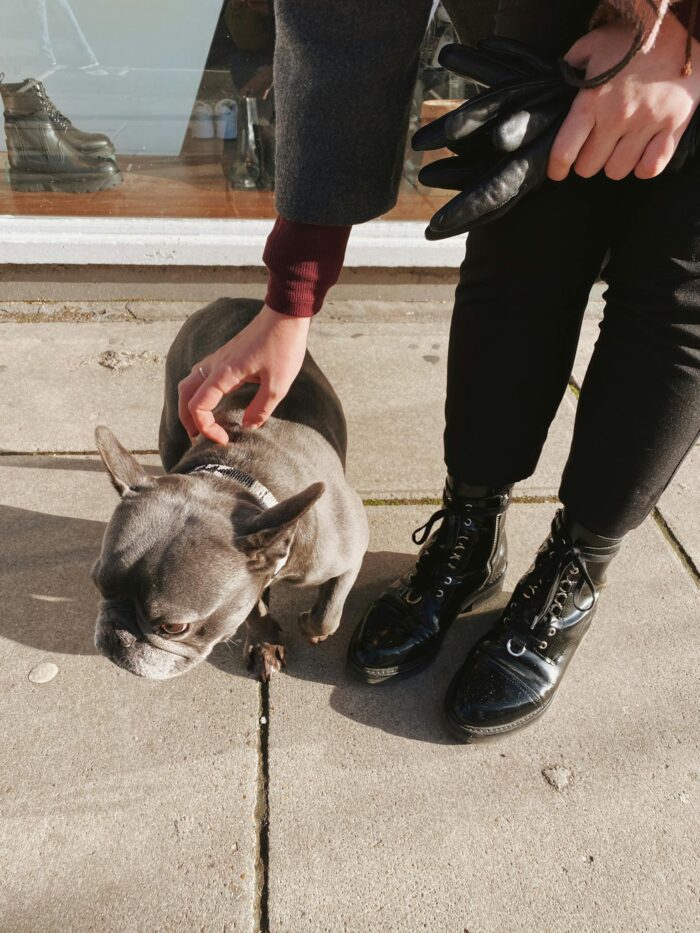 Photo of a Person Petting a French Bulldog